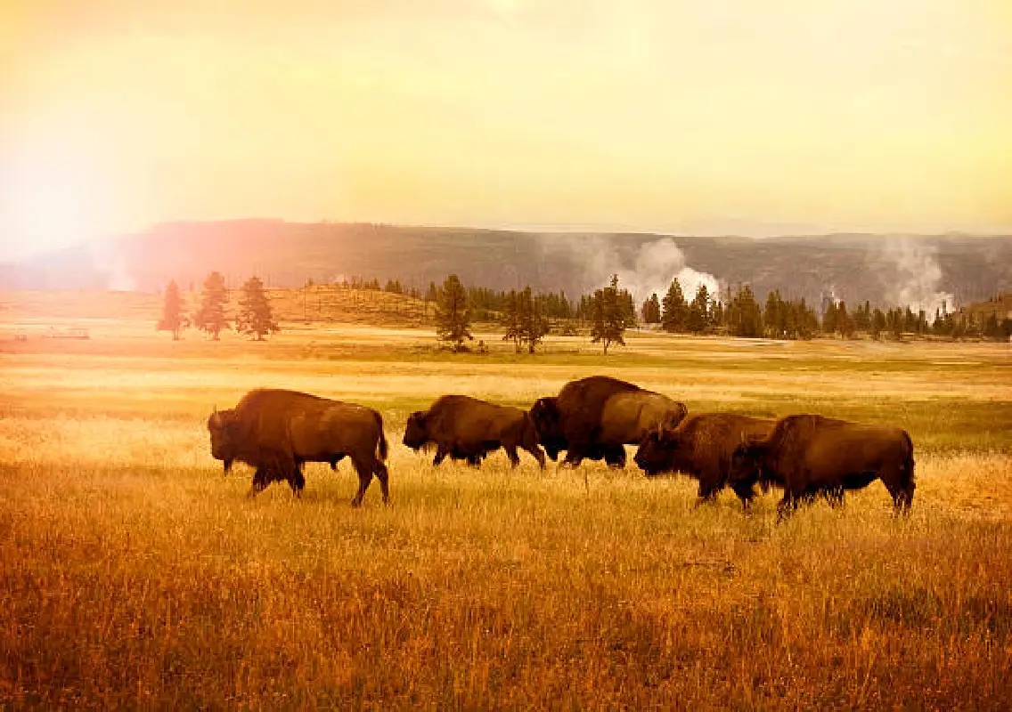 Wild bison menace adds to farmers’ woes in Puttur villages - News Karnataka