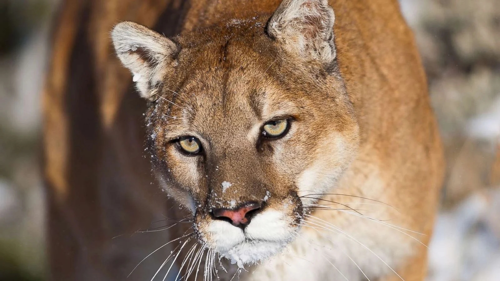 Woman dies in rare suspected mountain lion attack in Colorado - News Karnataka