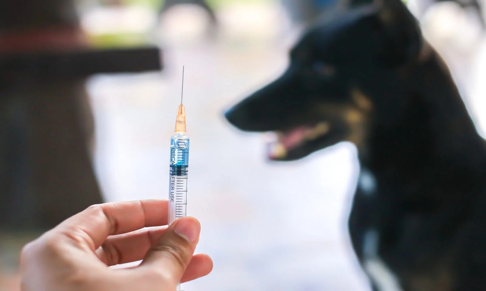Woman dies of suspected rabies after skipping vaccine post dog bite - News Karnataka
