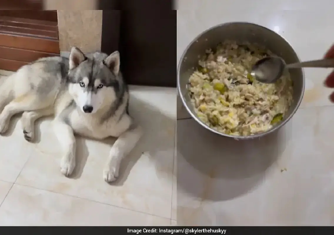 ‘No ghee, no food’: Husky’s adorable tantrum melts the internet - News Karnataka