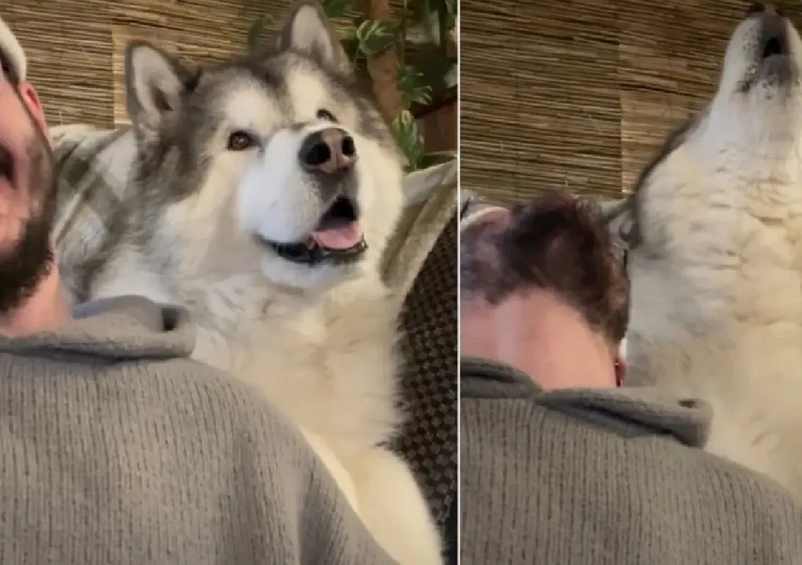 ‘Opera dog’ Meko sings along, internet applauds the perfect duet - News Karnataka