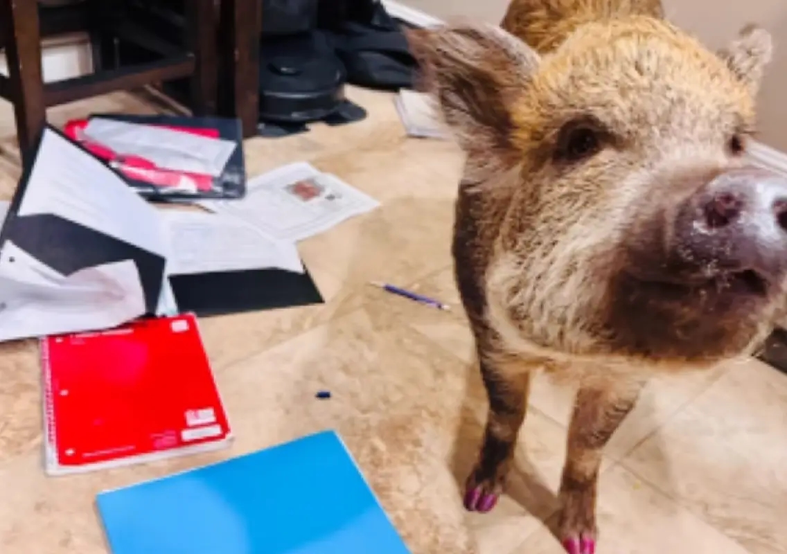 ‘The pig ate my homework’: Arizona student’s excuse goes viral - News Karnataka