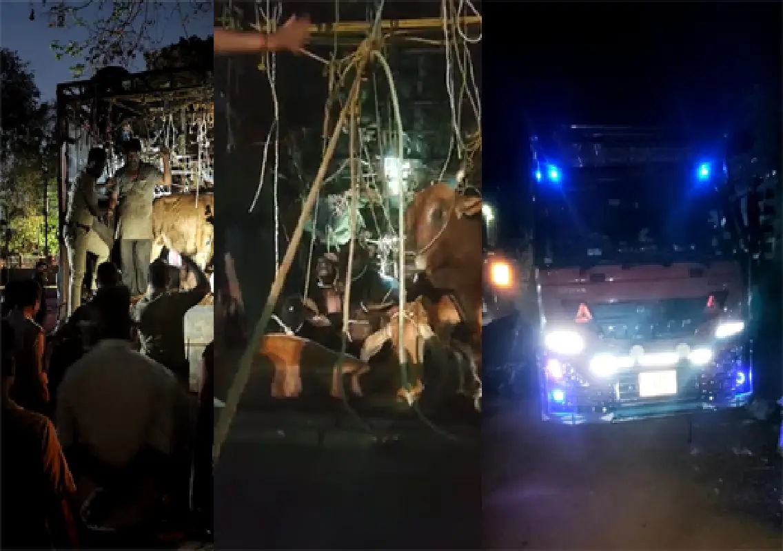 35 cattle rescued from container lorry near Padavu - News Karnataka