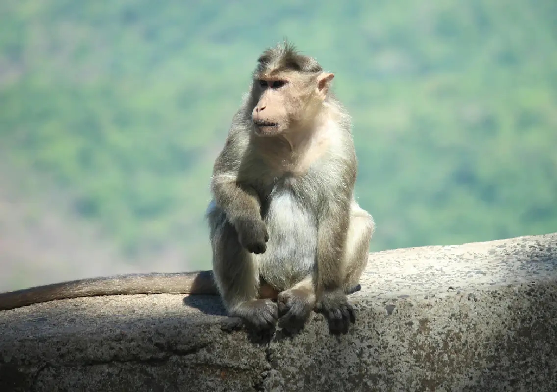 50 monkeys die after botched relocation drive in village - News Karnataka