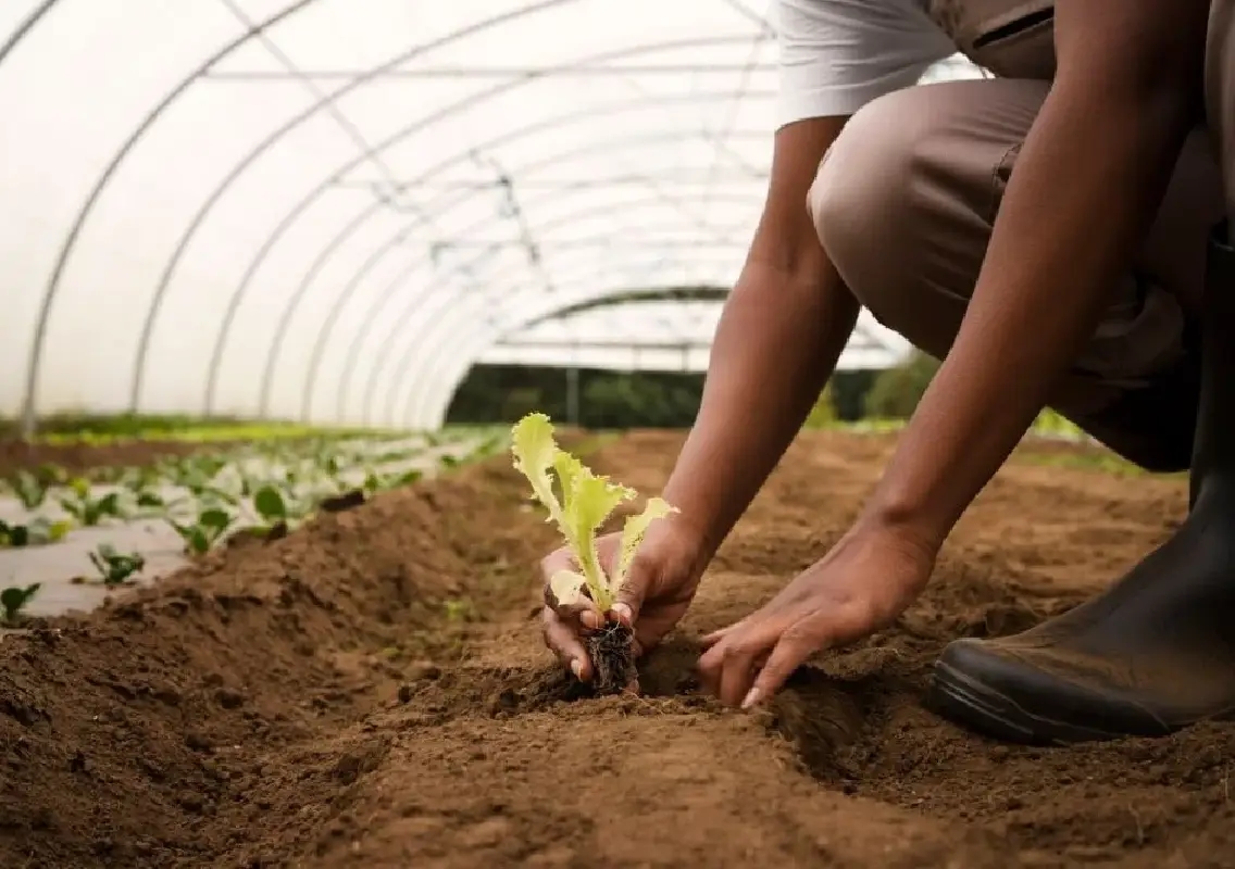 AP eyes cocoa, horticulture hub with long-term strategy - News Karnataka