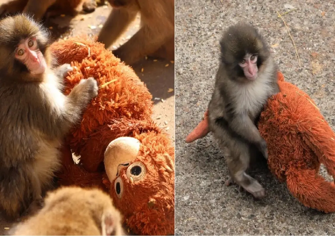 Abandoned baby monkey Punch melts hearts, draws crowds - News Karnataka