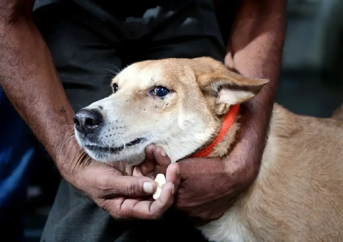 Another 100 dogs allegedly killed in Telangana village, FIR filed - News Karnataka