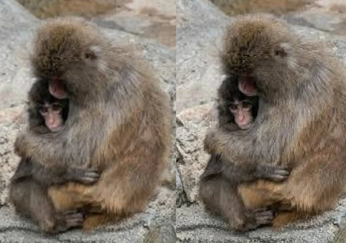 Baby macaque Punch-kun finally embraced by troop - News Karnataka