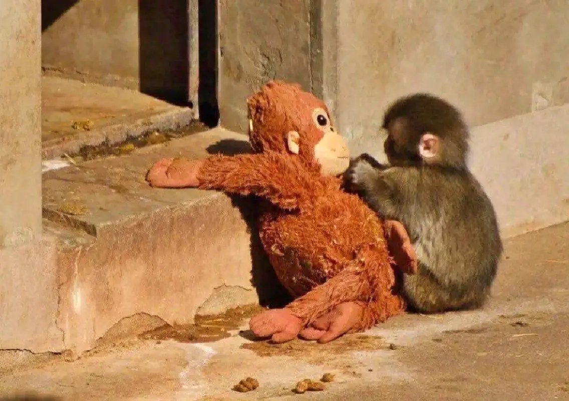 Baby macaque Punch still struggles after viral fame - News Karnataka