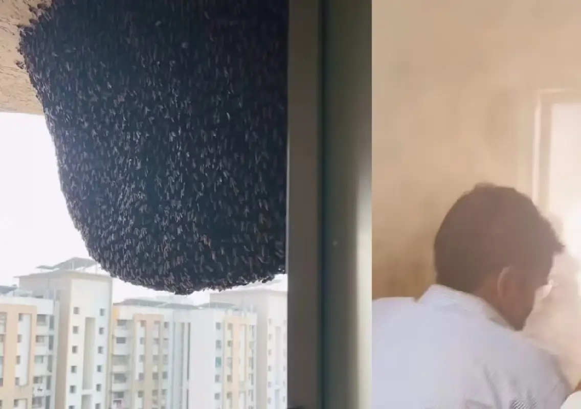 Beehive removal at 31st floor flat sparks online debate - News Karnataka