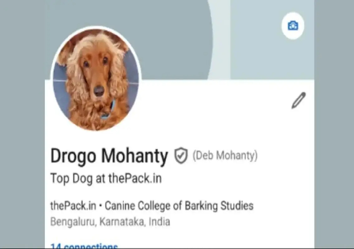 Bengaluru startup dog goes viral, owner jokes about LinkedIn shadow ban - News Karnataka