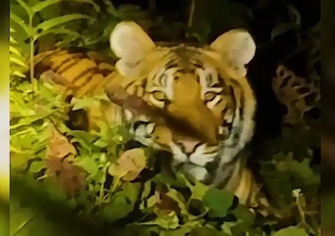 Biker killed in suspected tiger attack on forest road, search teams deployed - News Karnataka