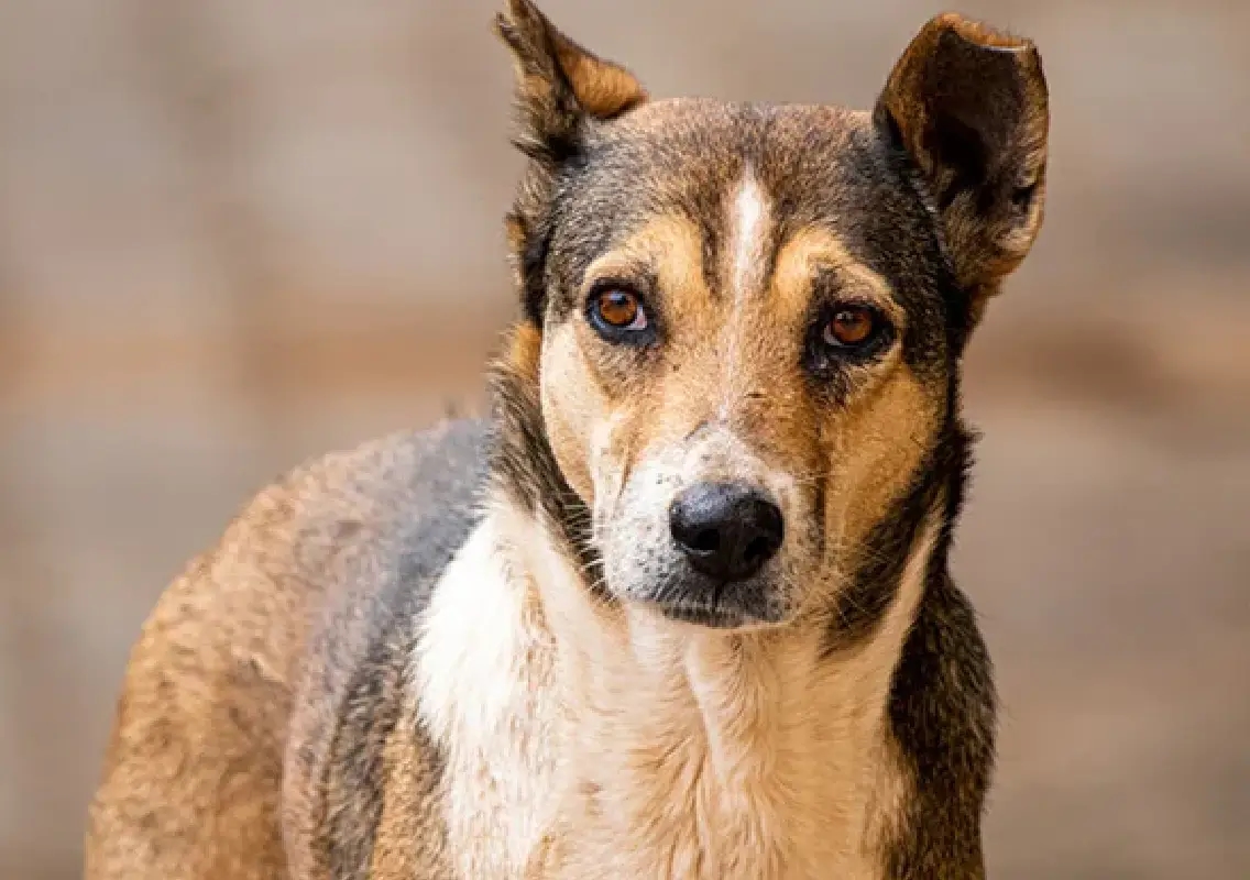 Boy dies weeks after dog bite, negligence alleged at government hospitals - News Karnataka