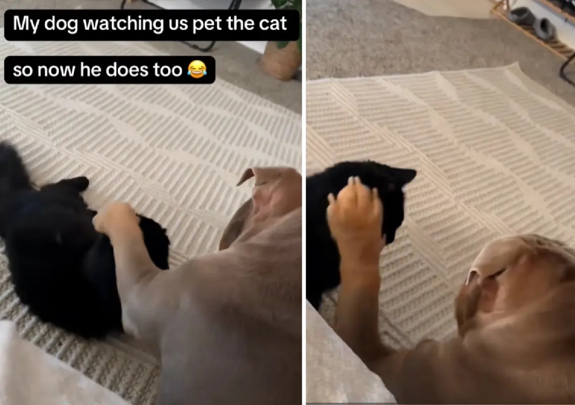 Bulldog gently pets cat after copying owner, internet melts - News Karnataka