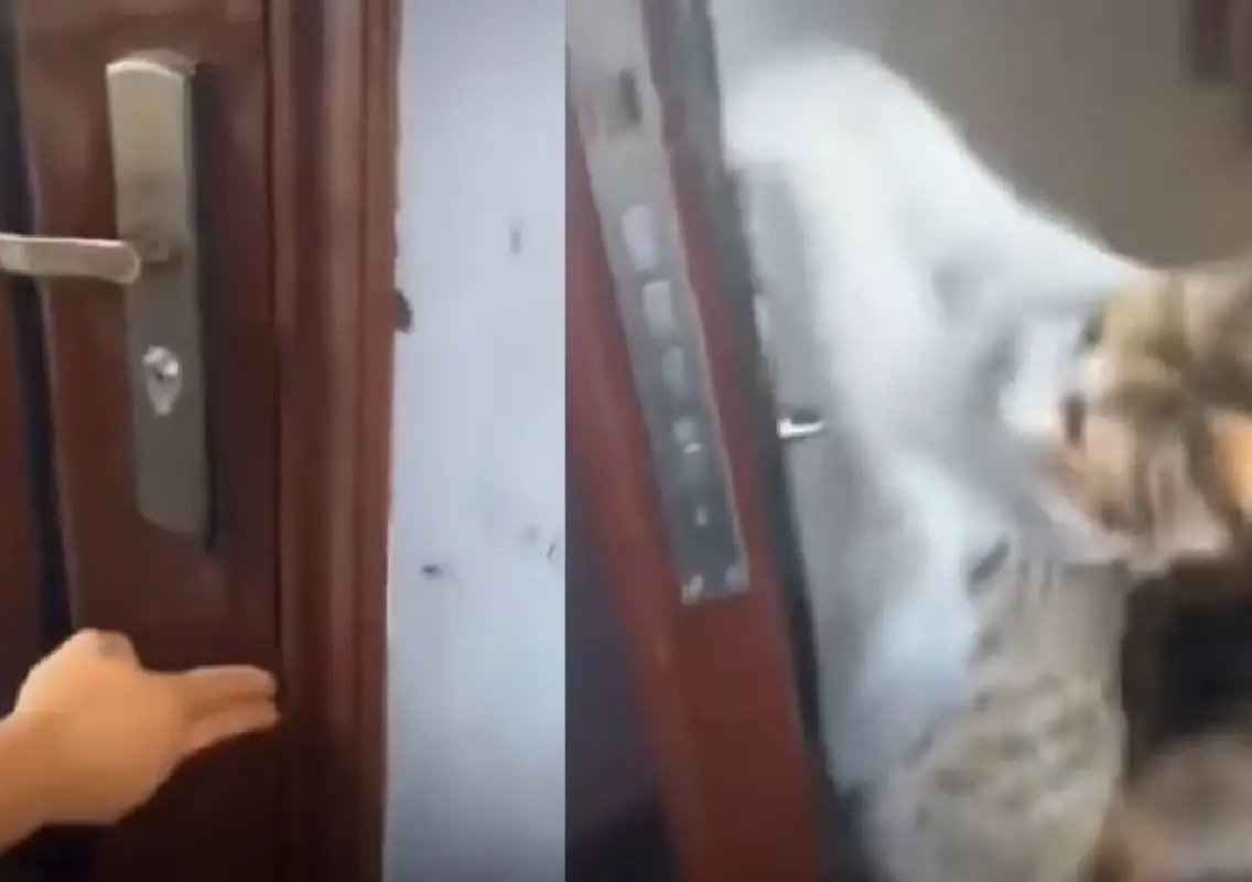 Cat opens door for owner after he forgets keys, internet melts - News Karnataka