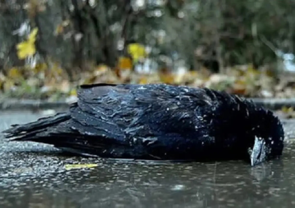 Crow deaths spark fear in bird-friendly Tamil Nadu village - News Karnataka