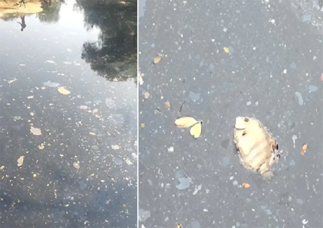 Dead fish found as polluted stream flows into Phalguni near Kuloor - News Karnataka