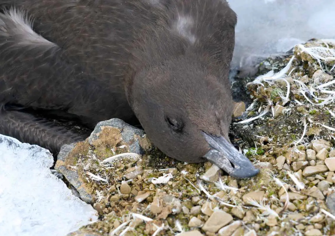 Deadly H5N1 avian flu kills skuas in Antarctica for first time - News Karnataka