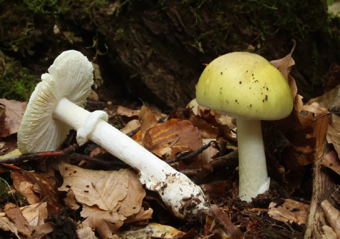 Death cap mushroom poisoning claims four lives in California - News Karnataka