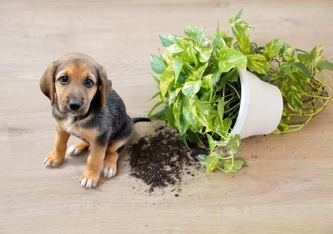Dog digs up houseplant indoors, leaves owner stunned in viral video - News Karnataka