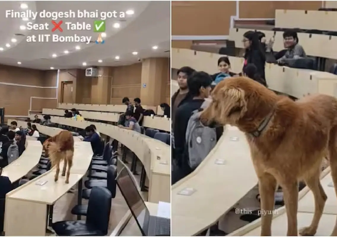 Dog walks into IIT Bombay lecture, wins internet - News Karnataka
