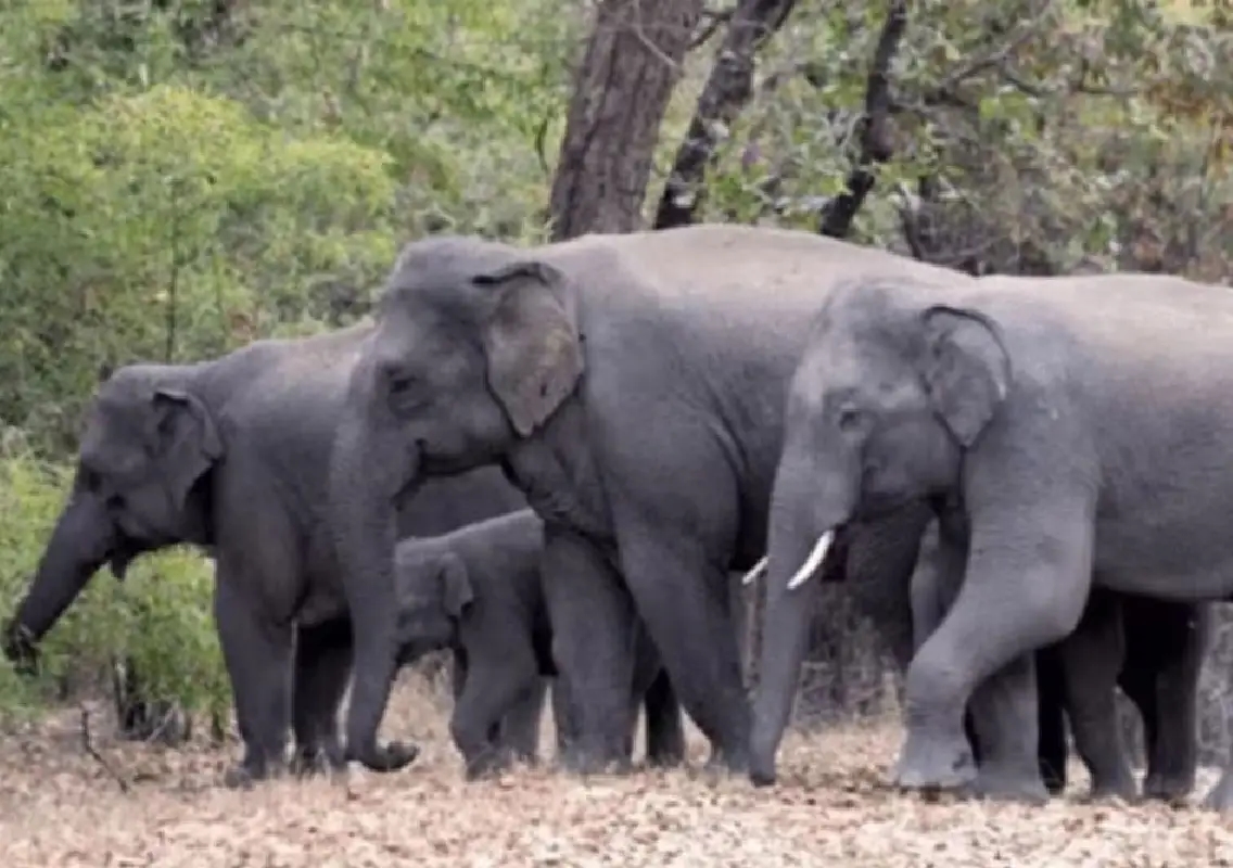 Elephant herd kills three elderly family members in Jharkhand village - News Karnataka