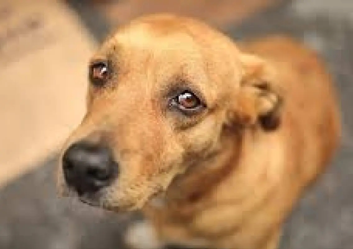 FIR filed after community dog beaten to death in Parbhani industrial area - News Karnataka