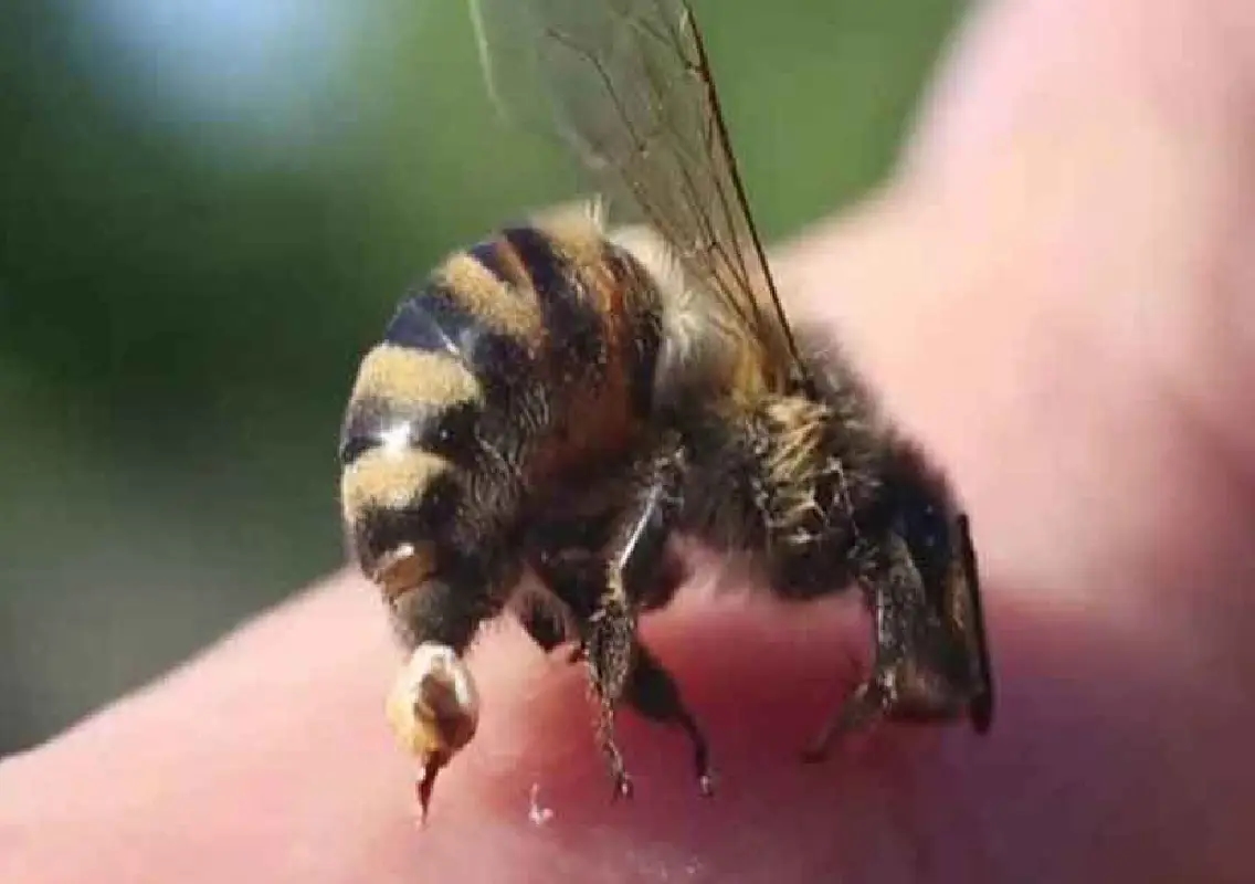 Venezuelan scientist honoured for stingless bee research - News Karnataka