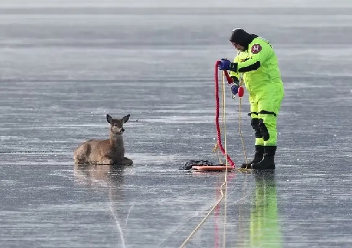 Firefighters risk icy waters to rescue trapped deer in frozen lake - News Karnataka