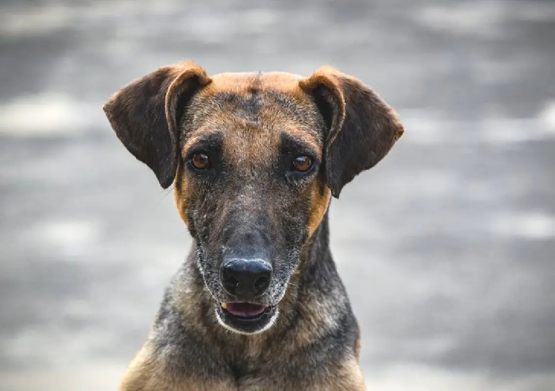 Five-year-old killed in stray dog attack, safety fears rise - News Karnataka