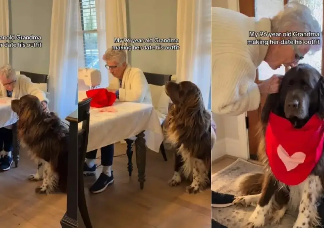 Gentle giant waits patiently as 96-year-old grandma sews his Valentine outfit - News Karnataka