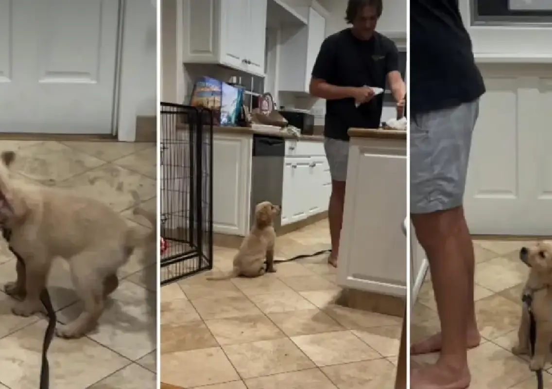 Golden Retriever puppy George chooses dad, melts hearts online - News Karnataka