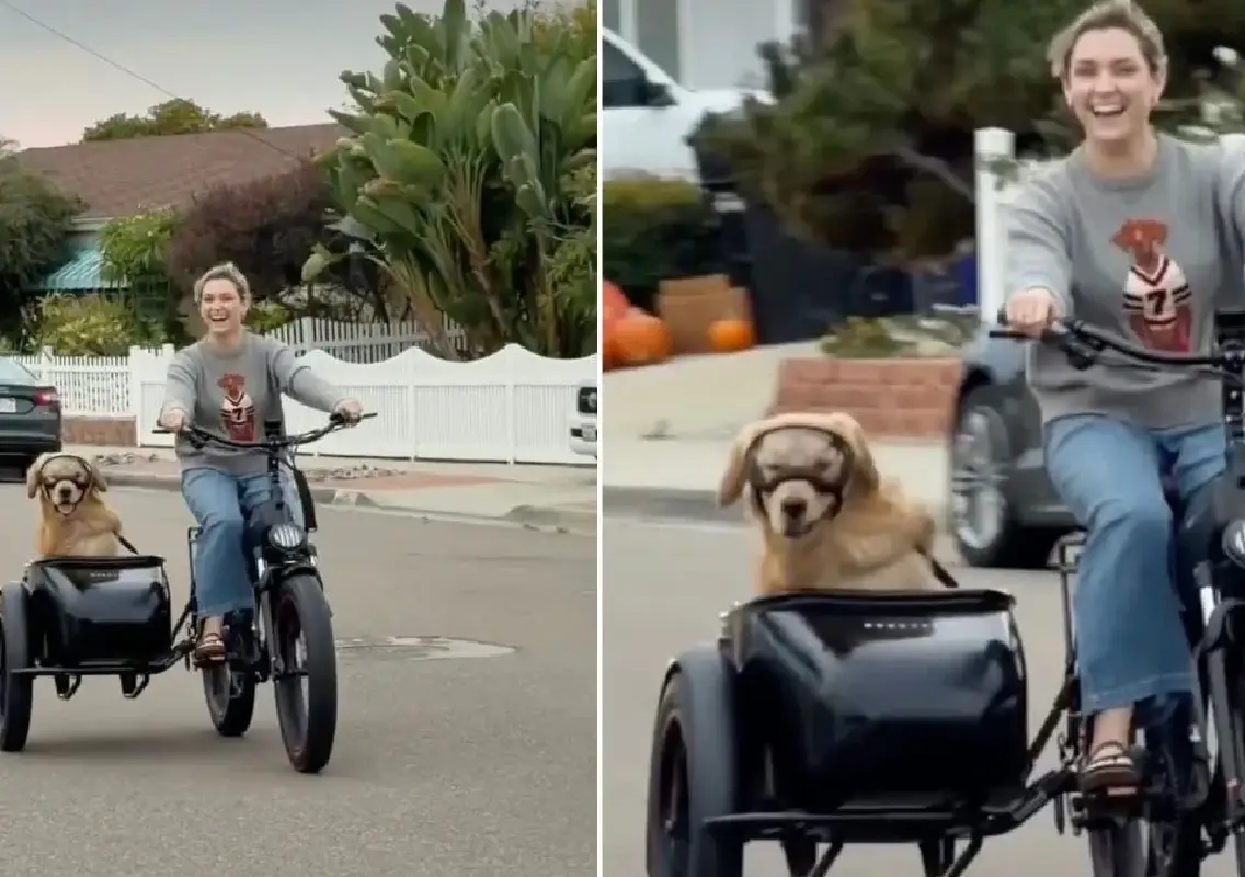 Golden Retriever rides sidecar like royalty, internet falls in love - News Karnataka