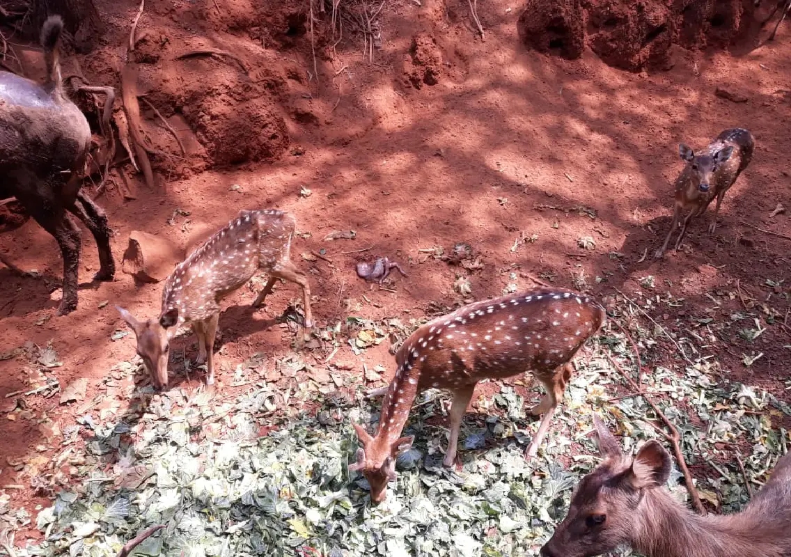 High Court orders immediate closure of Pilikula Zoo over animal neglect - News Karnataka