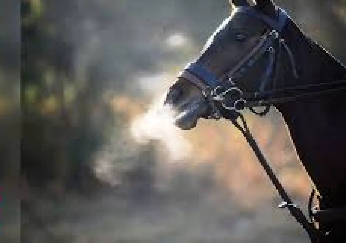 Horse handler gets 2 years in girl’s 2017 death case - News Karnataka