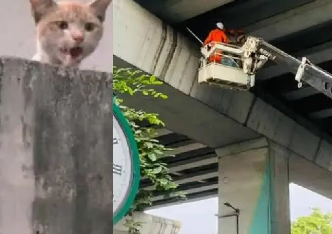Kochi rejoices as ‘Subhash’ the cat rescued from Metro track - News Karnataka