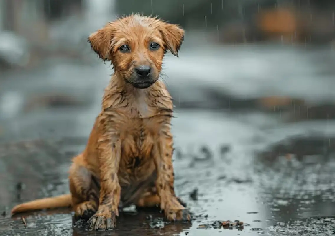Kolkata’s celebrity stray Thumki charms city with daily rounds - News Karnataka