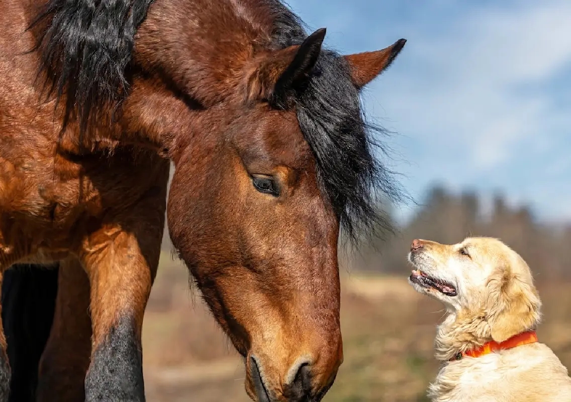 Labrador puppy wins over horse in viral farm friendship - News Karnataka
