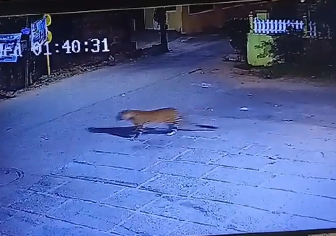 Leopard caught on CCTV in Kadri sparks concern - News Karnataka