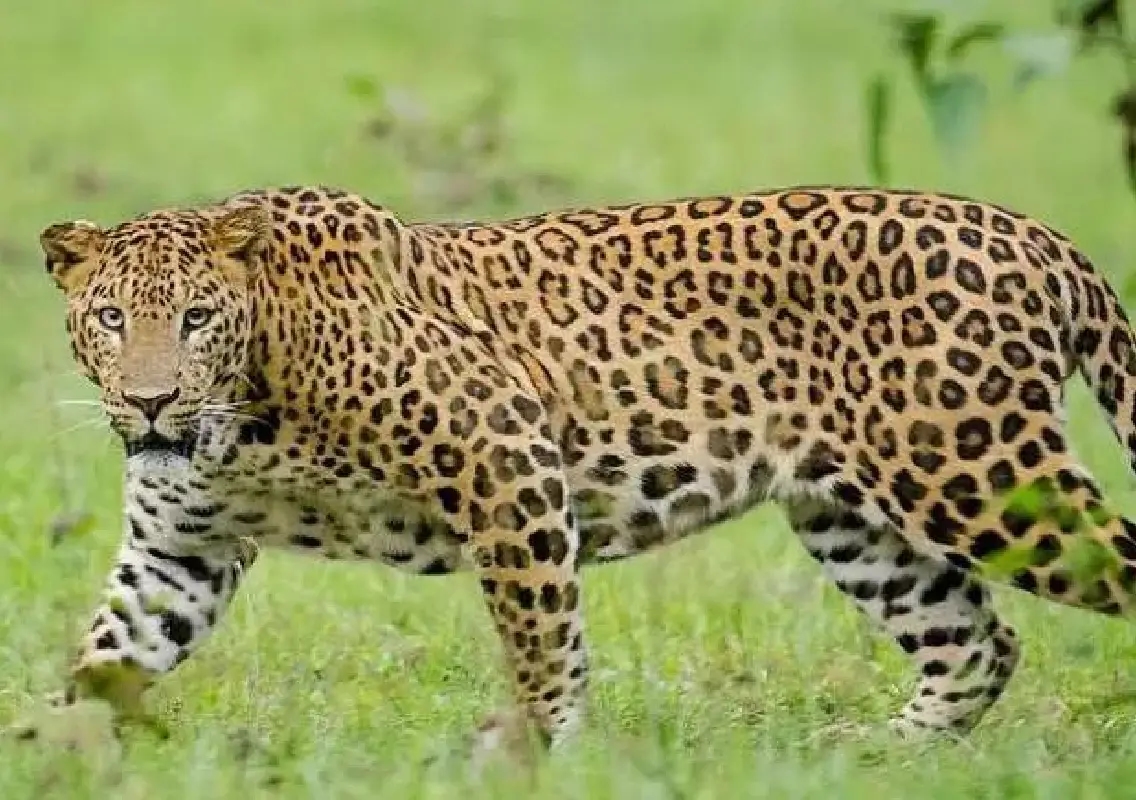 Leopard claws BBP keeper during routine cleaning - News Karnataka