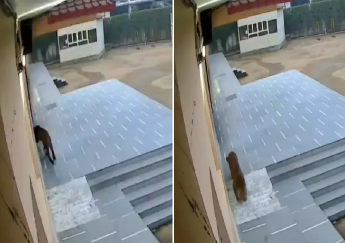 Leopard sighting at Ghaziabad school halts exams - News Karnataka