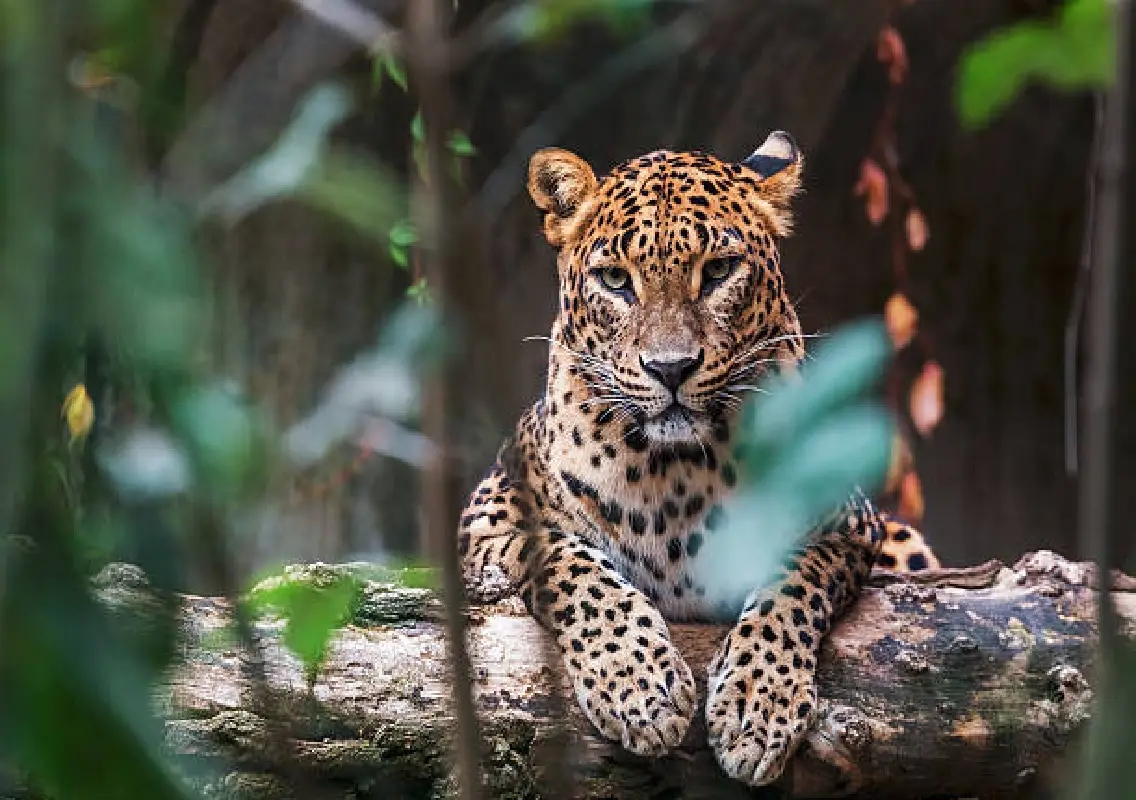 Leopard sightings in Maroli, Shaktinagar spark fear - News Karnataka