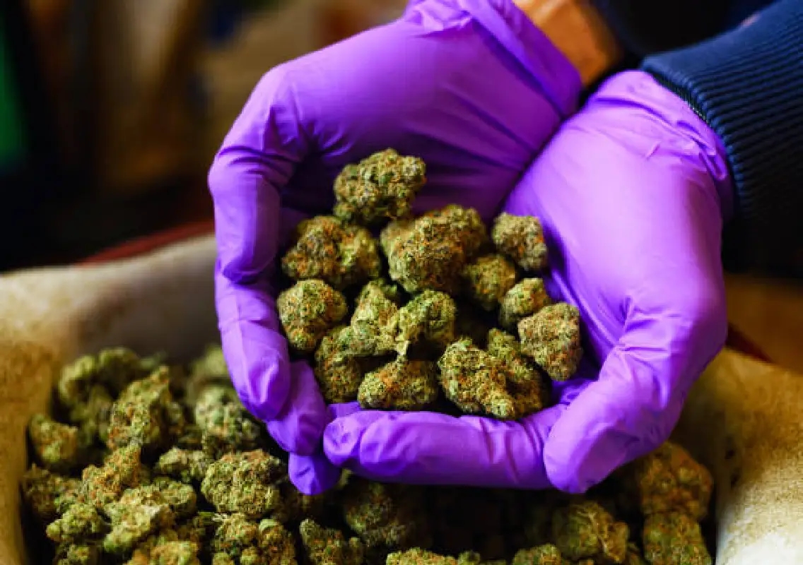Mangaluru police seize 80 kg ganja, arrest two interstate traffickers - News Karnataka
