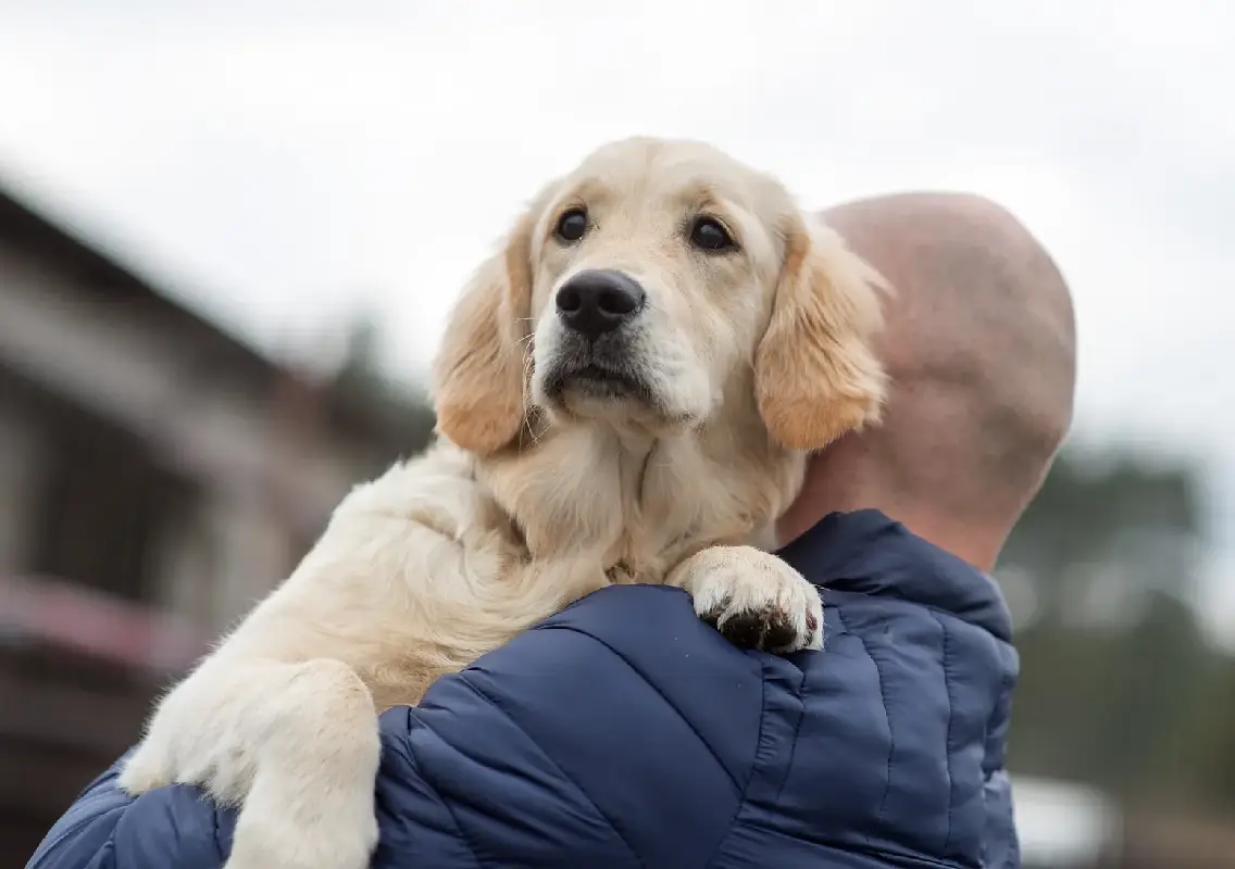 Mechanic’s dogs with ‘sixth sense’ for costly repairs go viral - News Karnataka