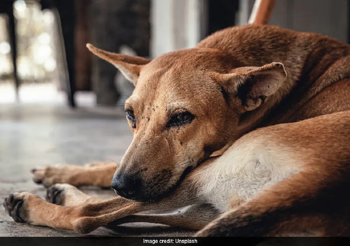Morocco denies mass dog cull ahead of 2030 World Cup - News Karnataka
