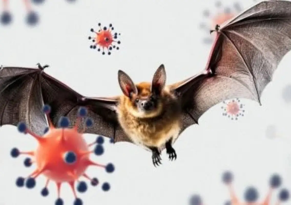 New bat virus found in Bangladesh patients, raises concern beyond Nipah - News Karnataka