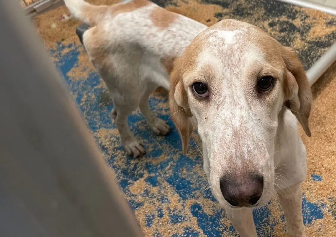 PETA urges removal of UMass researcher over dog experiments - News Karnataka