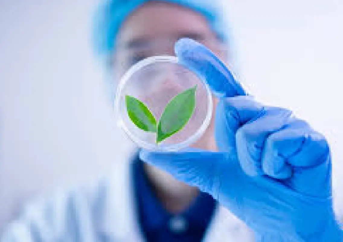 Plant ‘mothers’ pass climate cues to seeds, study reveals - News Karnataka