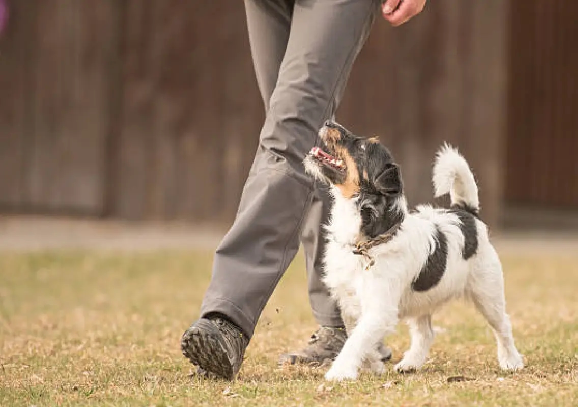 Police probe viral video of man allegedly kicking dog - News Karnataka