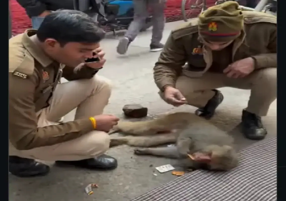 Police rescue grieving mother monkey after baby’s death - News Karnataka